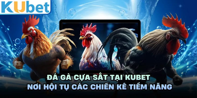Đá Gà Cựa Sắt Tại KUBET - Nơi Hội Tụ Các Chiến Kê Tiềm Năng